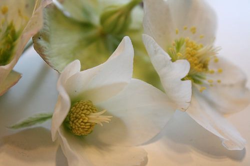 Helleborus