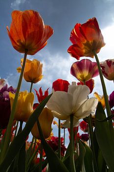 Tulipes hollandaises