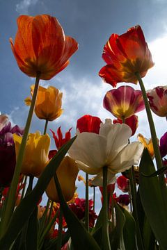 Holländische Tulpen von Joyce den Hollander