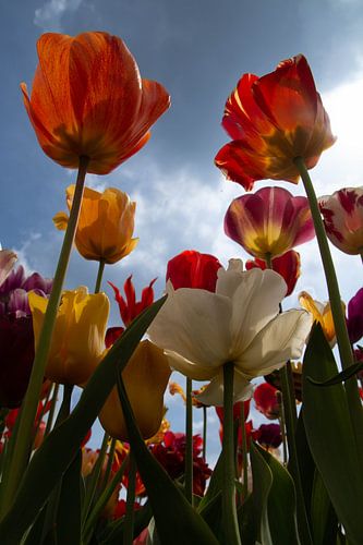 Tulipes hollandaises