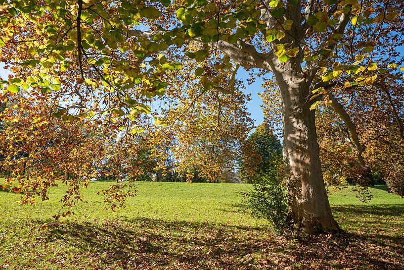 linden tree with autumnal leaves, in the sunny park landscape by SusaZoom