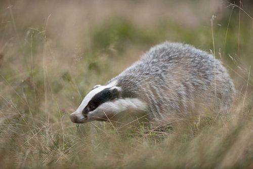 Dachs ( Meles meles ), sucht im Gras einer Wiese nach Freßbarem, Europa.