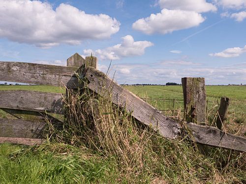 Hek bij weiland in Hollandse polder