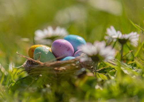 Easter nest among the daisies