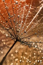 Tropfen auf dem Tragopogon von Marjolijn van den Berg