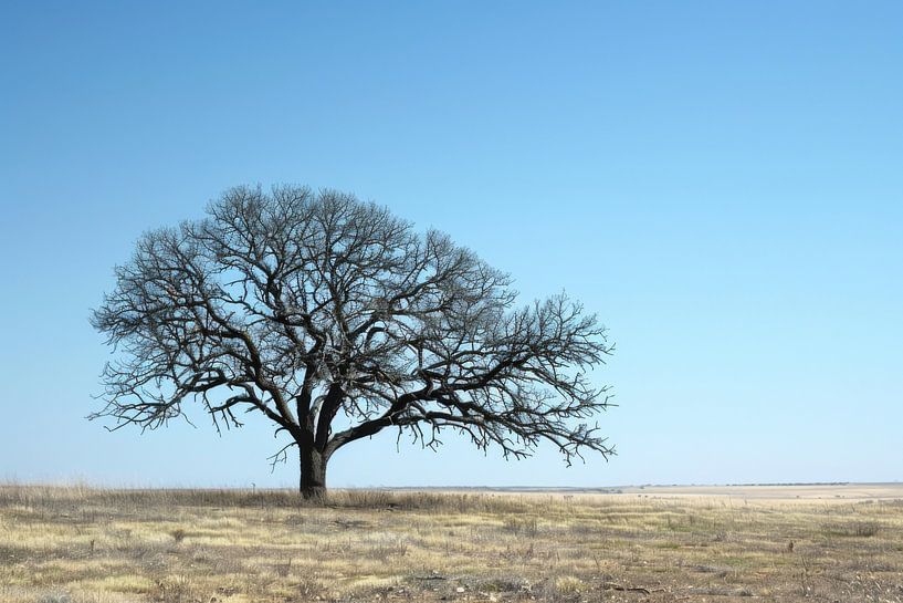 Arbre solitaire par Poster Art Shop