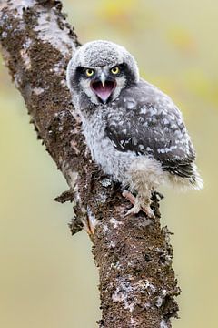small hungry owl by Daniela Beyer