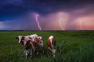 Holy Cow! Kühe vor Gewitter von Albert Dros Miniaturansicht