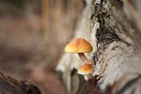 Mushrooms 