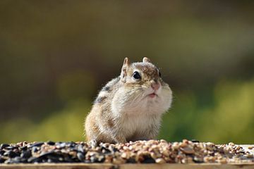 A squirrel at the feeder by Claude Laprise