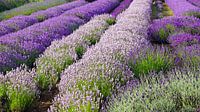 Lavendel in voller Blüte von Babetts Bildergalerie Miniaturansicht