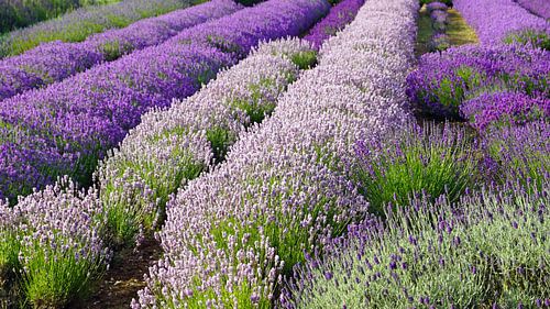 Lavendel in volle bloei
