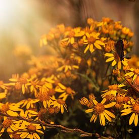 Papillons sur les fleurs sur Percy's fotografie