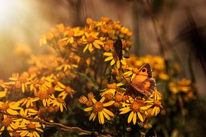 Papillons sur les fleurs