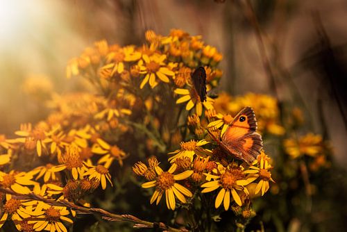 Vlinders op bloemen van Percy's fotografie