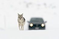Kojote ( Canis latrans ) läuft eine verschneite Starsse entlang, gefolgt von einem Auto, Yellowstone von wunderbare Erde Miniaturansicht