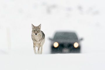 Coyote ( Canis latrans ), in winter, high snow, walking on a road, followed by a car, seems to be to