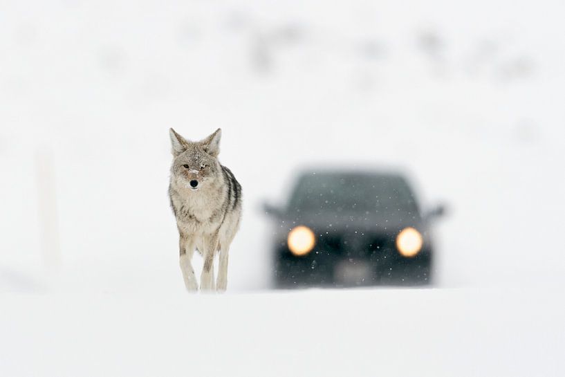 Kojote ( Canis latrans ) läuft eine verschneite Starsse entlang, gefolgt von einem Auto, Yellowstone von wunderbare Erde