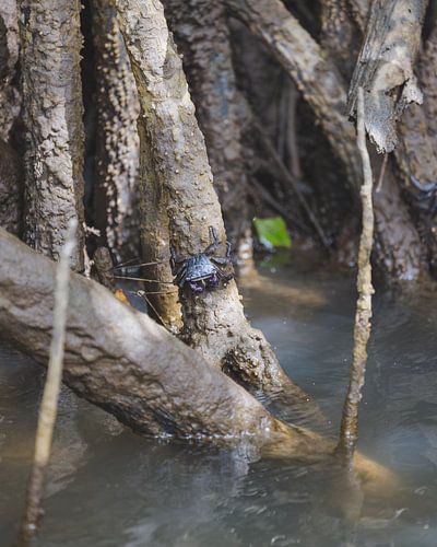 Duurzame Ontmoetingen: Eco Krokodillen Tour
