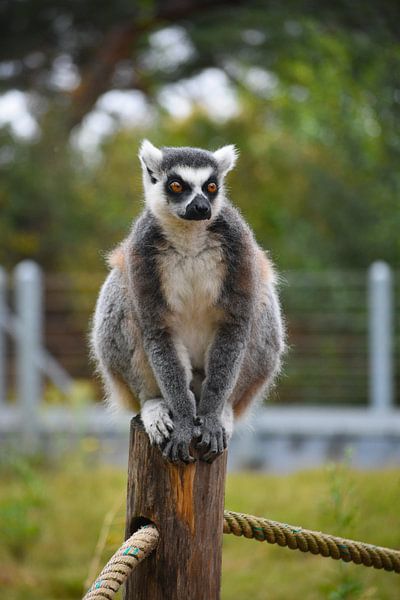 Maki on the lookout by Michelle de Haas