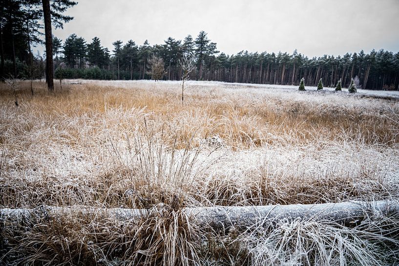 Icy grass landscape, grass and juniper by Diana Kors