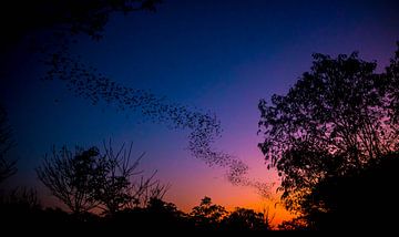 Thailand, uitvliegende vleermuizen van Max van Steen