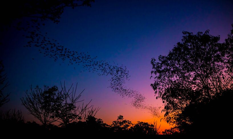 Thailand, flying bats by Max van Steen