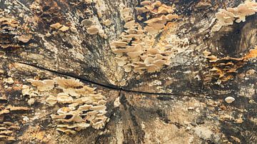 boomstam begroeid met paddenstoelen herfst tafereel van Michel Seelen