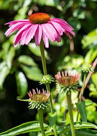 Sonnenhut, Echinacea purpurea