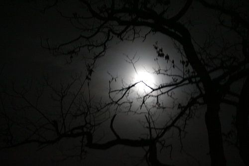 zie maan schijnt door de bomen