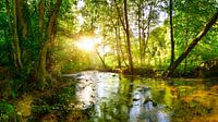 Wald mit Bach