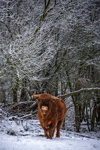 Schotse Hooglander stier...