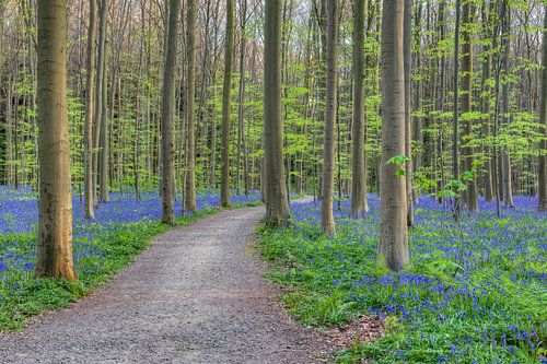 Way through the Hallerbos
