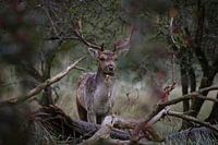 Damhert oestrus