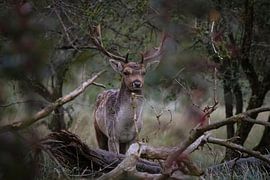 Damhert bronsttijd van Christa Clerx