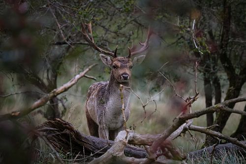 Damhert Brunst