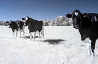 Koeien van Alex Dallinga thumbnail