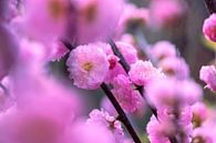 Blüte im Frühling von Inge van der Stoep Miniaturansicht