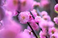 Blossom in the spring