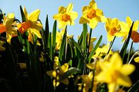 narcis 