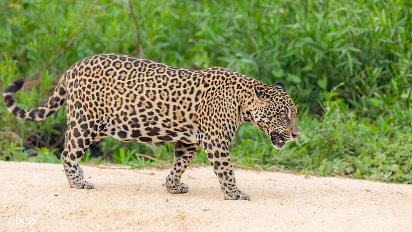 Jaguar läuft durch Flussbett von Hillebrand Breuker