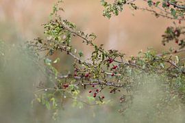 Autumn by Michelle van Doorn