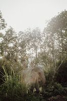 Tronie tropicale thaïlandaise : une rencontre avec un éléphant majestueux