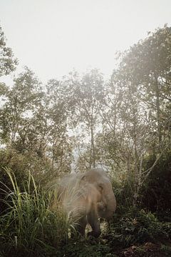 Tronie tropicale thaïlandaise : une rencontre avec un éléphant majestueux sur Sharon Kastelijns