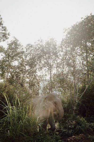 Tronie tropicale thaïlandaise : une rencontre avec un éléphant majestueux par Sharon Kastelijns