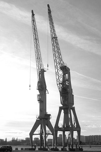 Cranes of Antwerp
