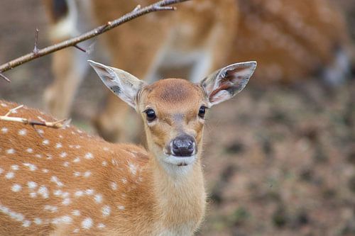 deer