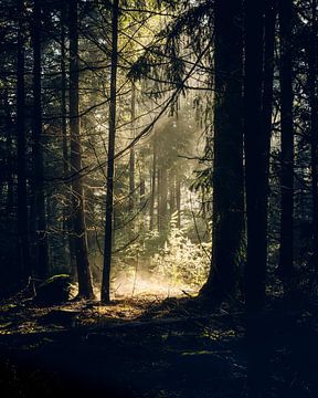 Beschaulicher Wald von John Goossens Photography