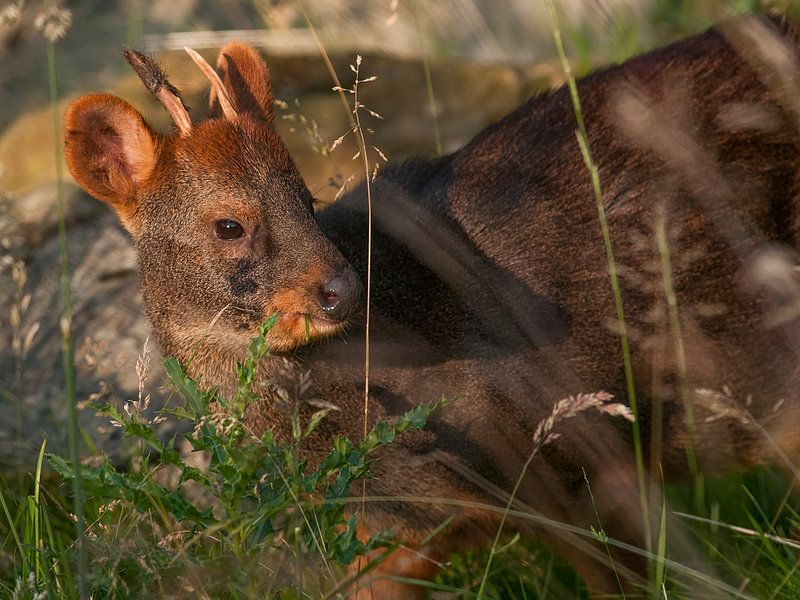 Poodoo : Zoo de Blijdorp par Loek Lobel