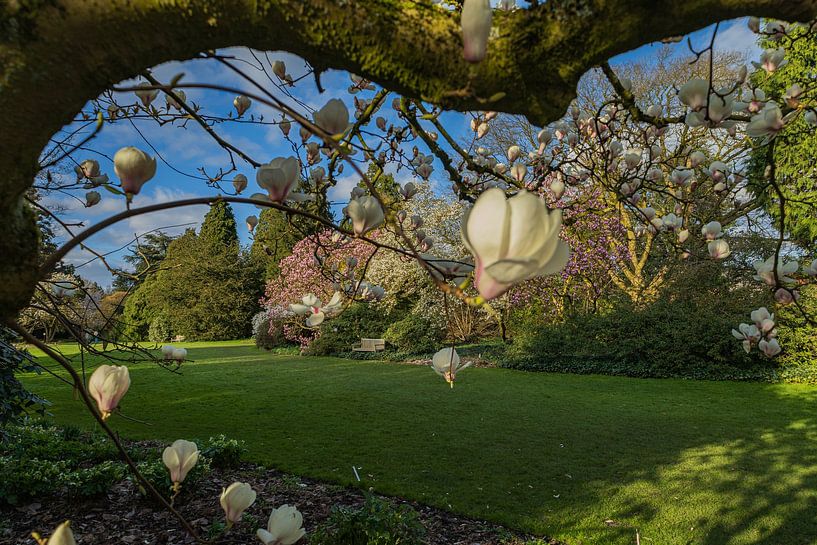 Magnolia Balloons by Boetiek Fotogeniek